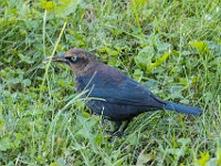 Q0I7449c  Rusty Blackbird (Euphagus carolinus) - fall/winter male